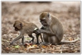 macaque (11)